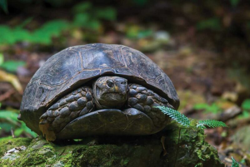 Echoes of Rain: How mimicking rainfall and thunder caused Asian giant ...