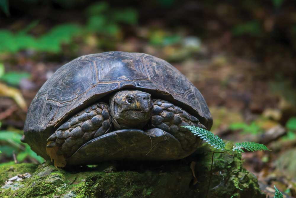 Echoes of Rain: How mimicking rainfall and thunder caused Asian giant tortoises to lay eggs