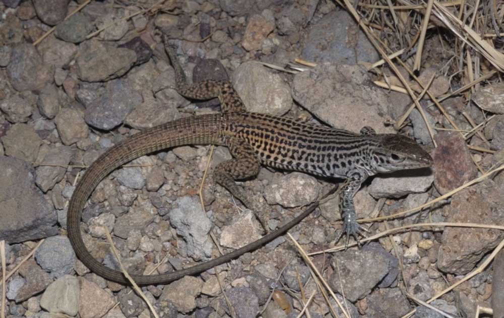 Is the Dixon’s Whiptail Lizard a Full Species or Subspecies of Common Checkered Whiptail?