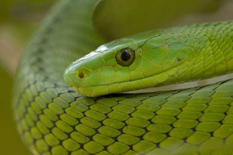 green mamba