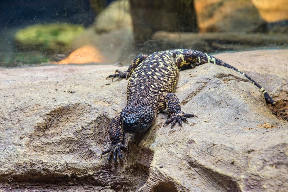 beaded lizard