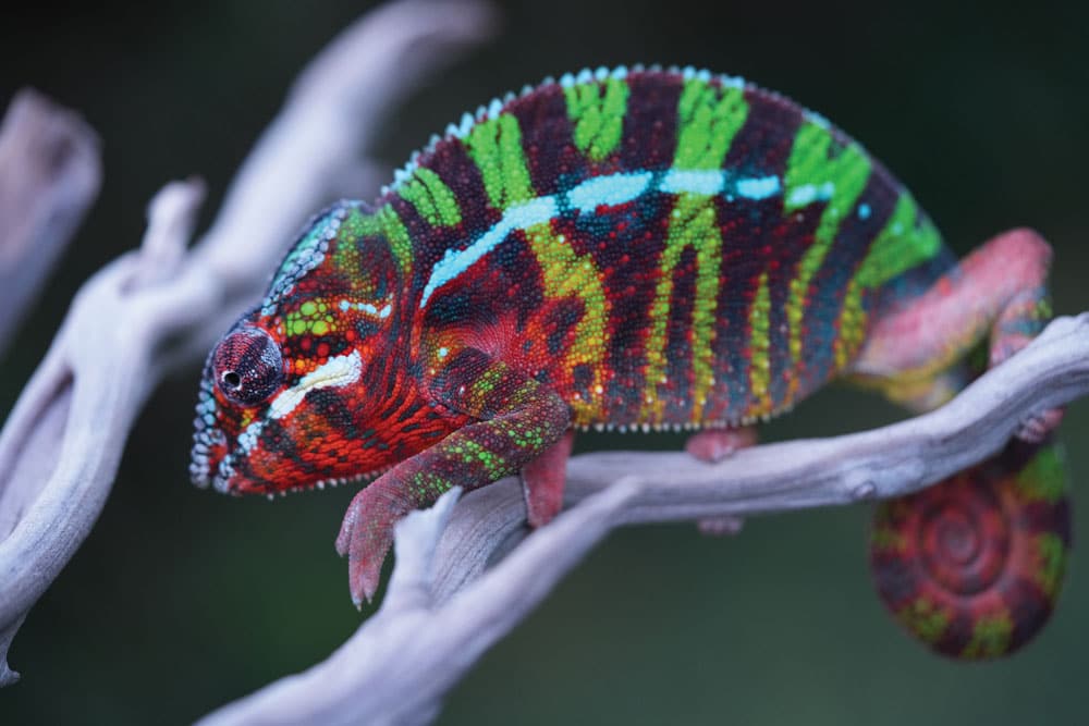 Natural History, Breeding and Care for Panther Chameleons