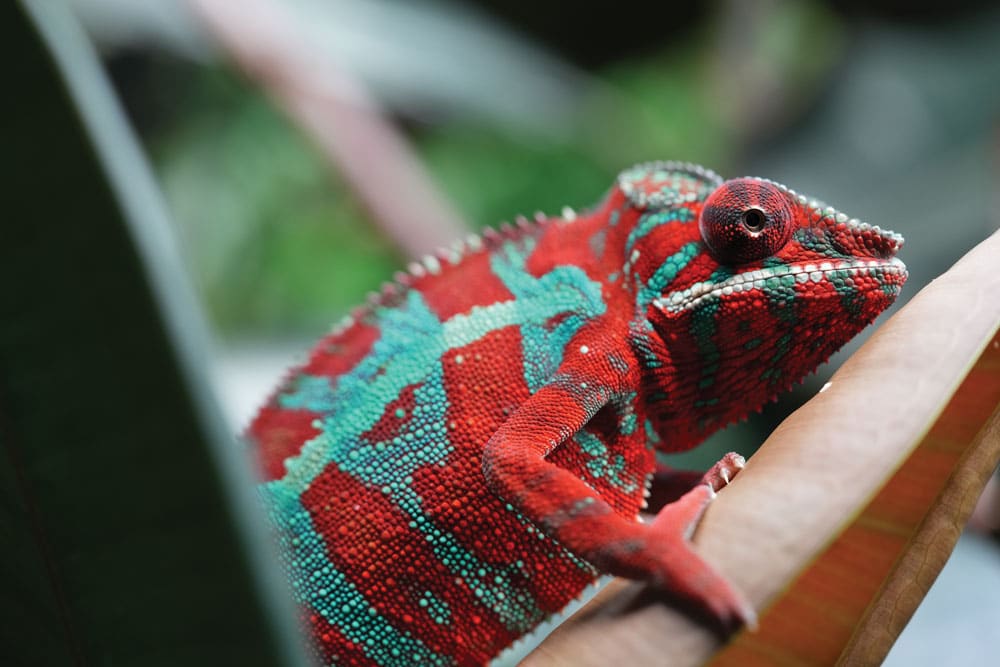 Furcifer pardalis