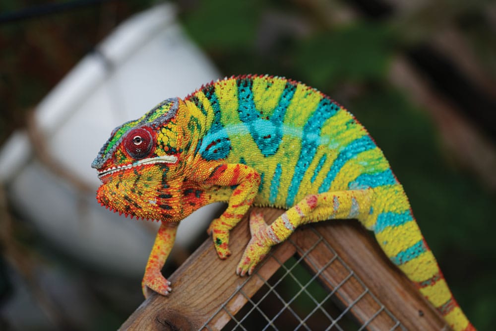 panther chameleon