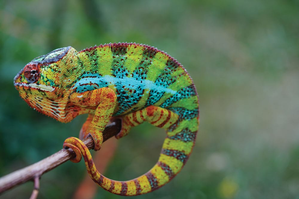 furcifer pardalis