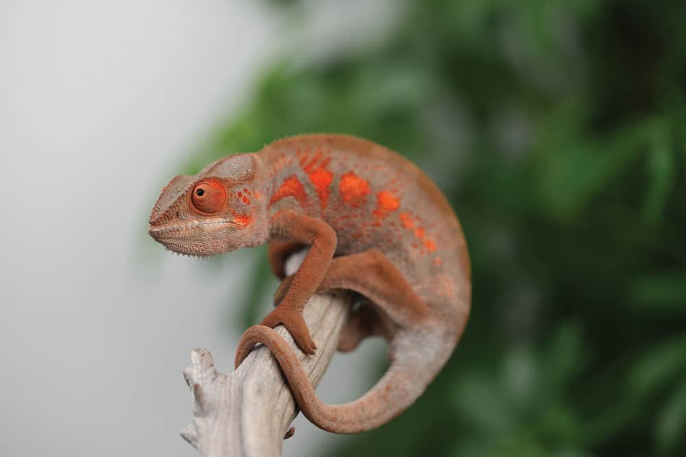 female panther chameleon