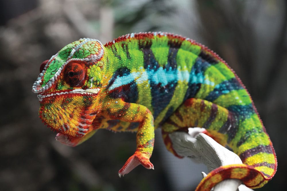 male panther chameleon