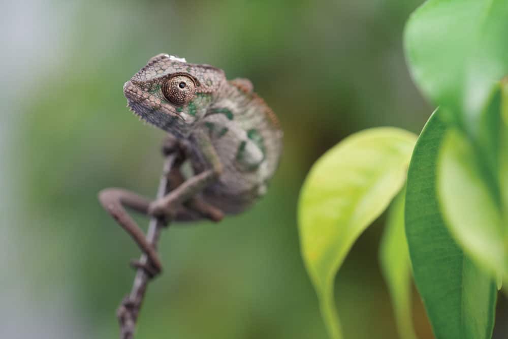 baby panther chameleon