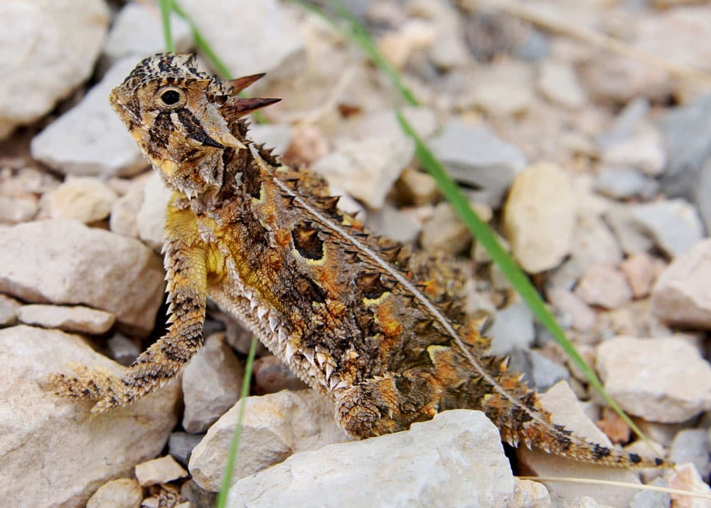 Texas horned lizard