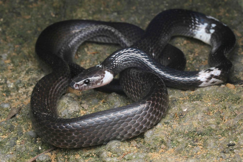 New Species Name For Malayan Banded Wolf Snake