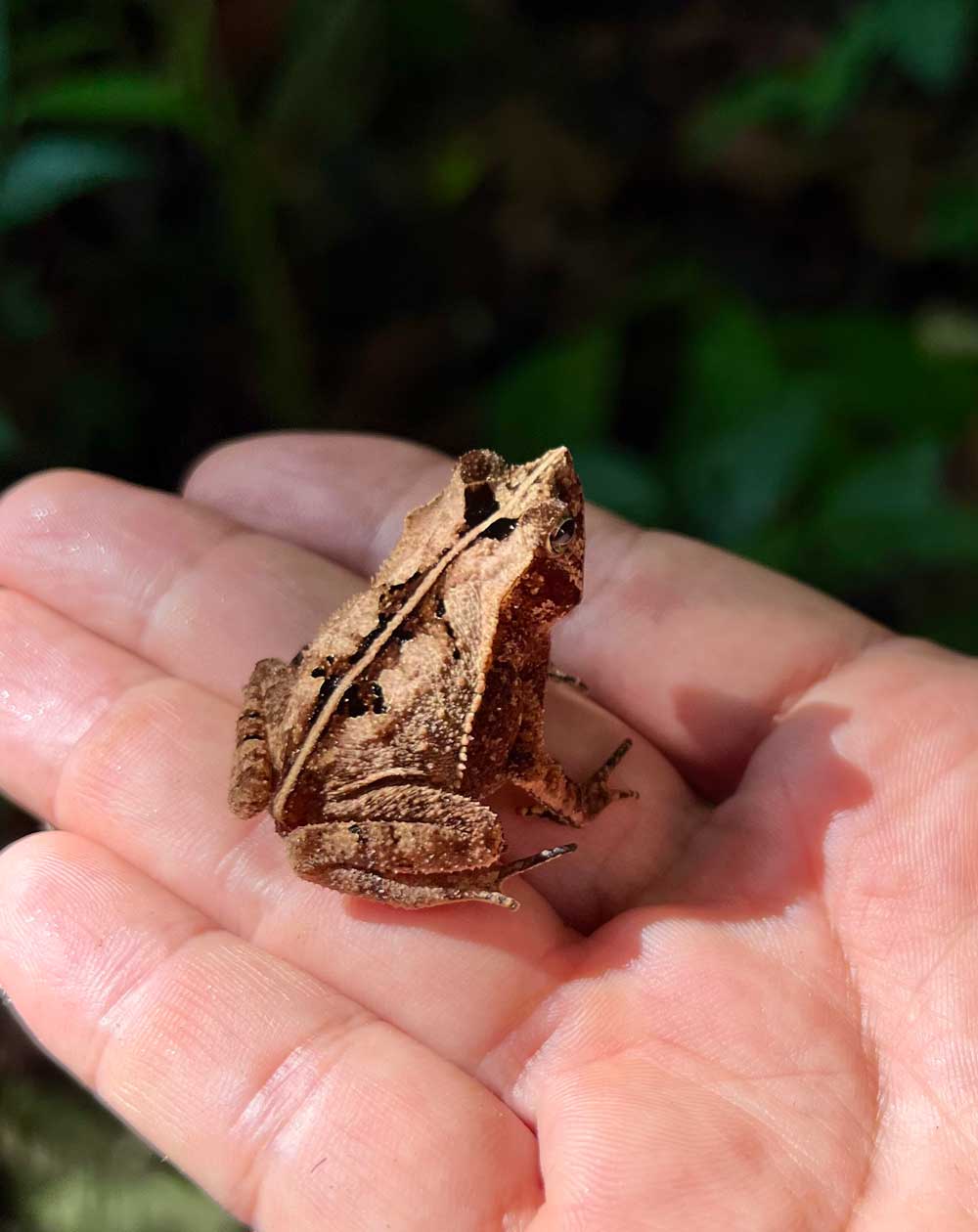 crested toad