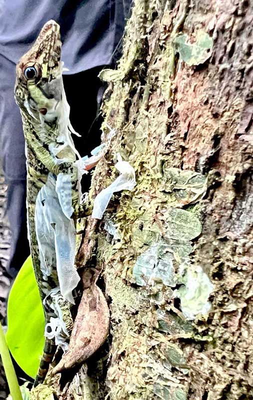 Banded tree anole