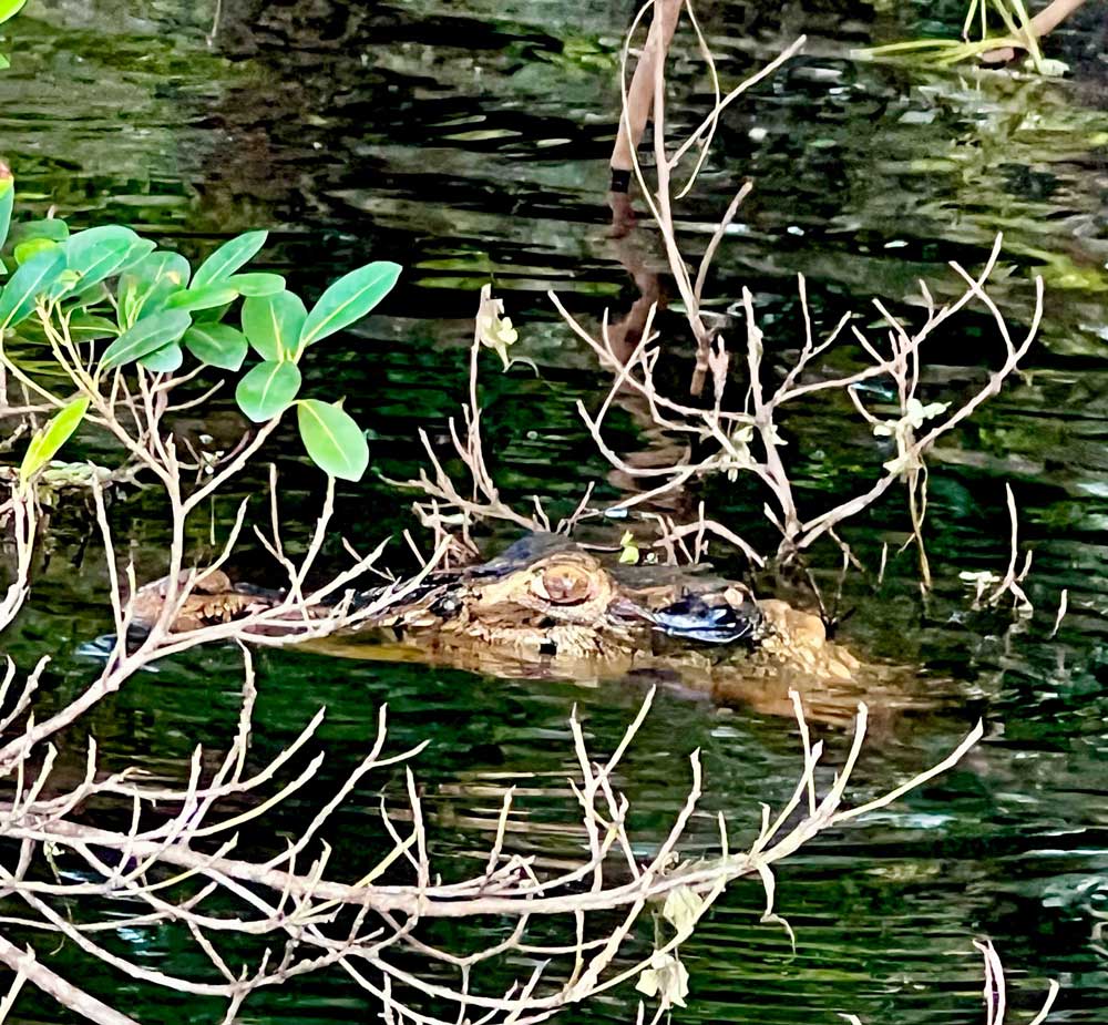 black caiman