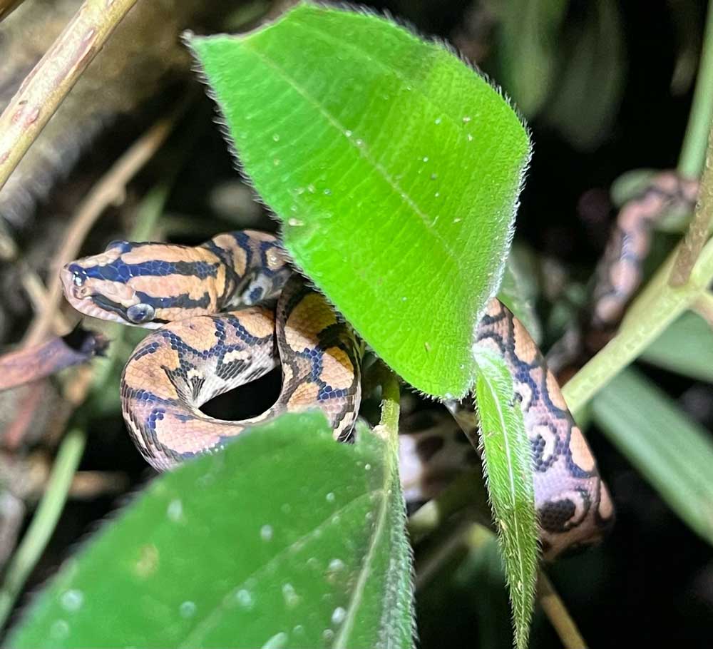 rainbow boa