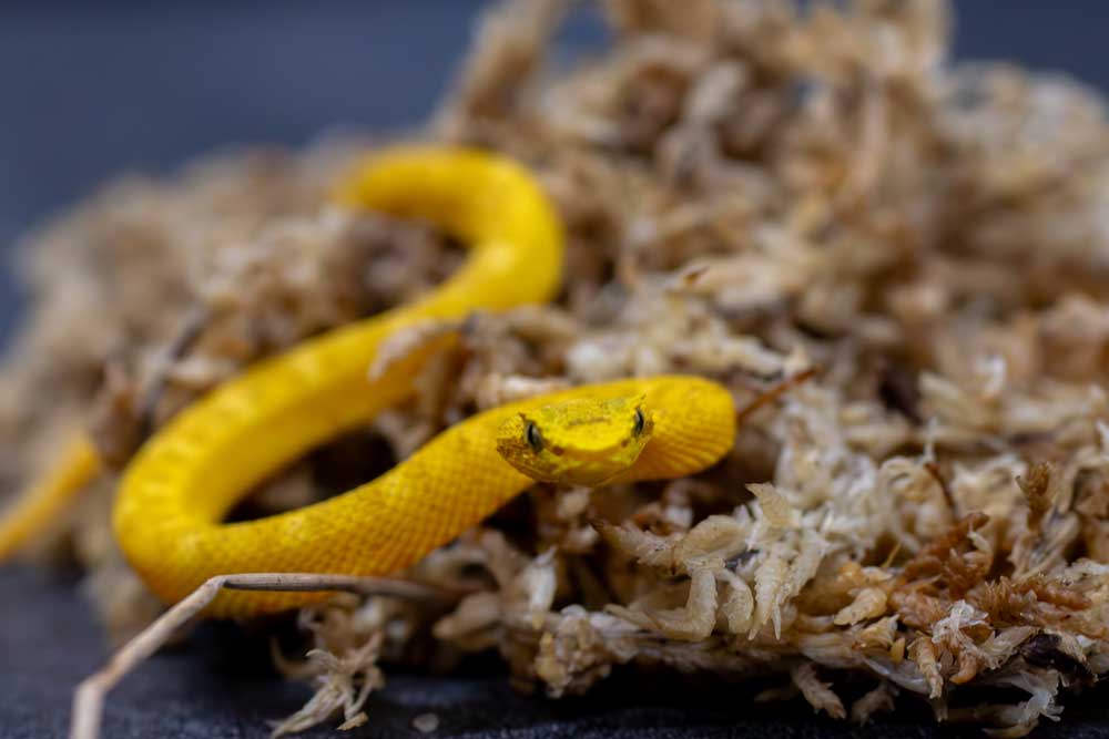 6 Eyelash Pit Vipers Born at Dallas Zoo