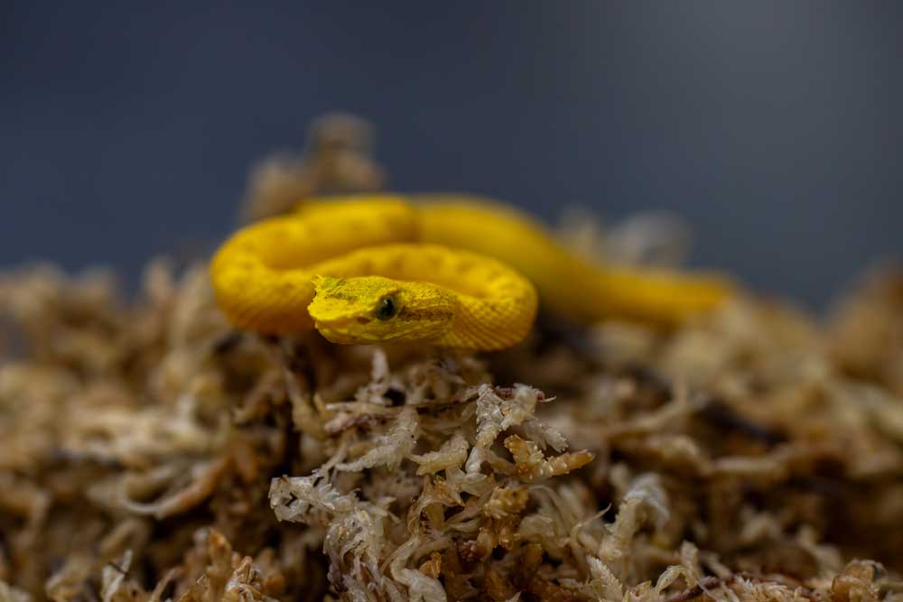 eyelash pit viper