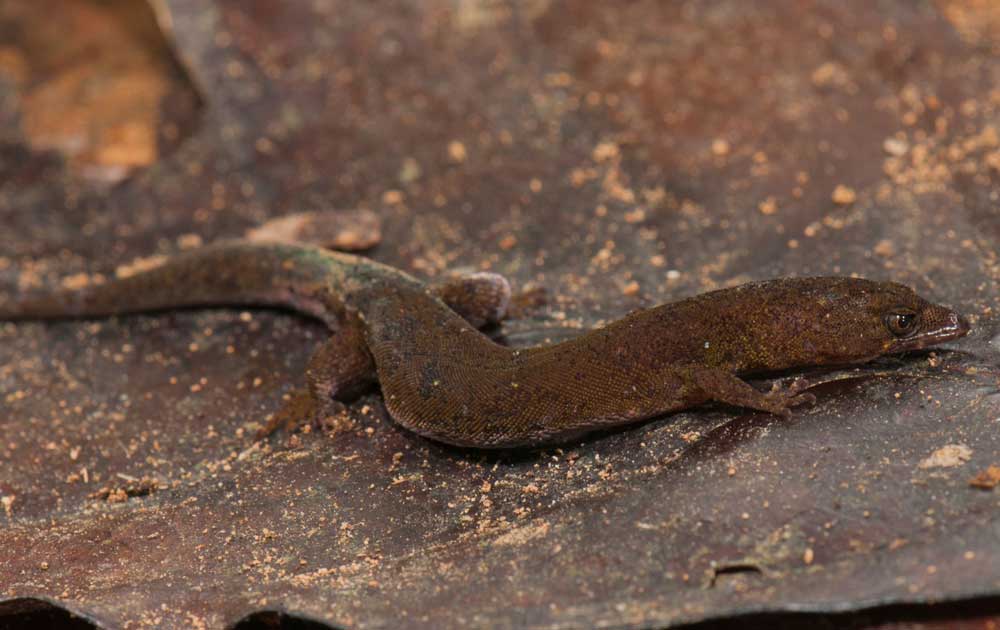 New Gecko Species Of The Genus Pseudogonatodes Discovered In Venezuela