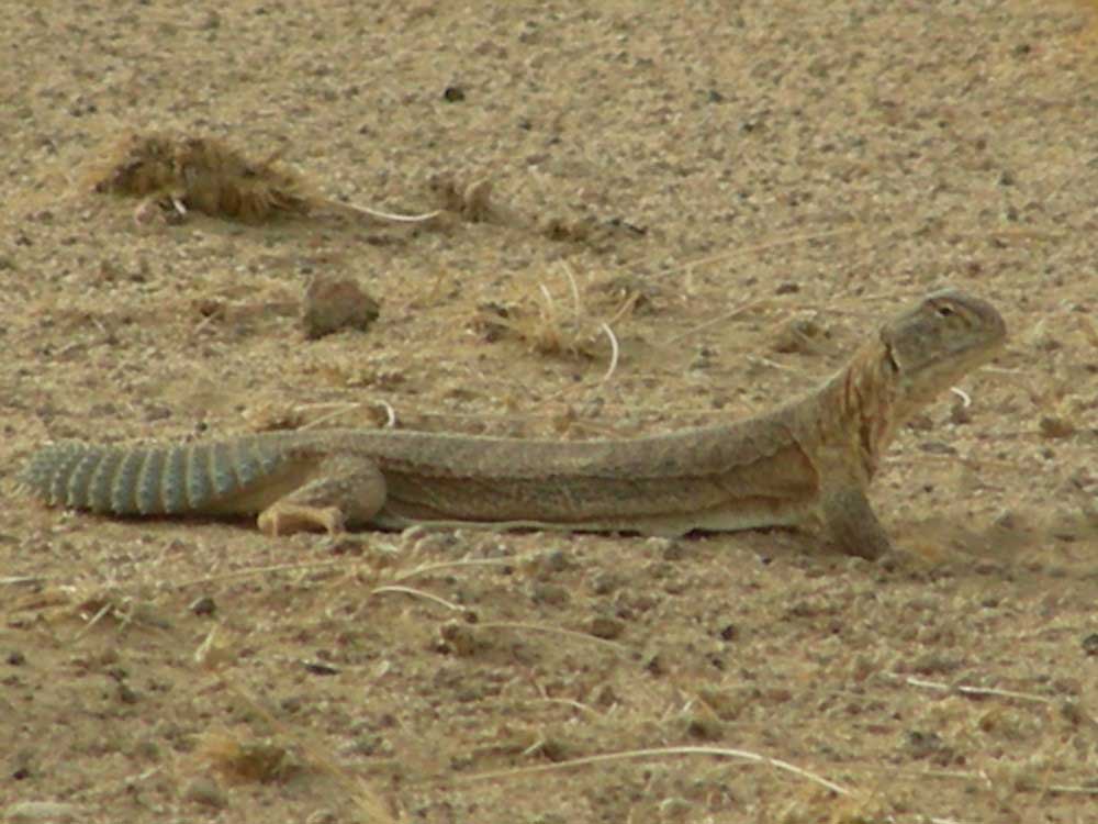 Indian Spiny-tailed Lizard Under Threat From Poaching