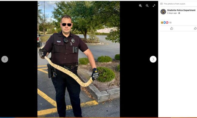 Ball Python Found In North Carolina Chili’s Parking Lot Returned To ...