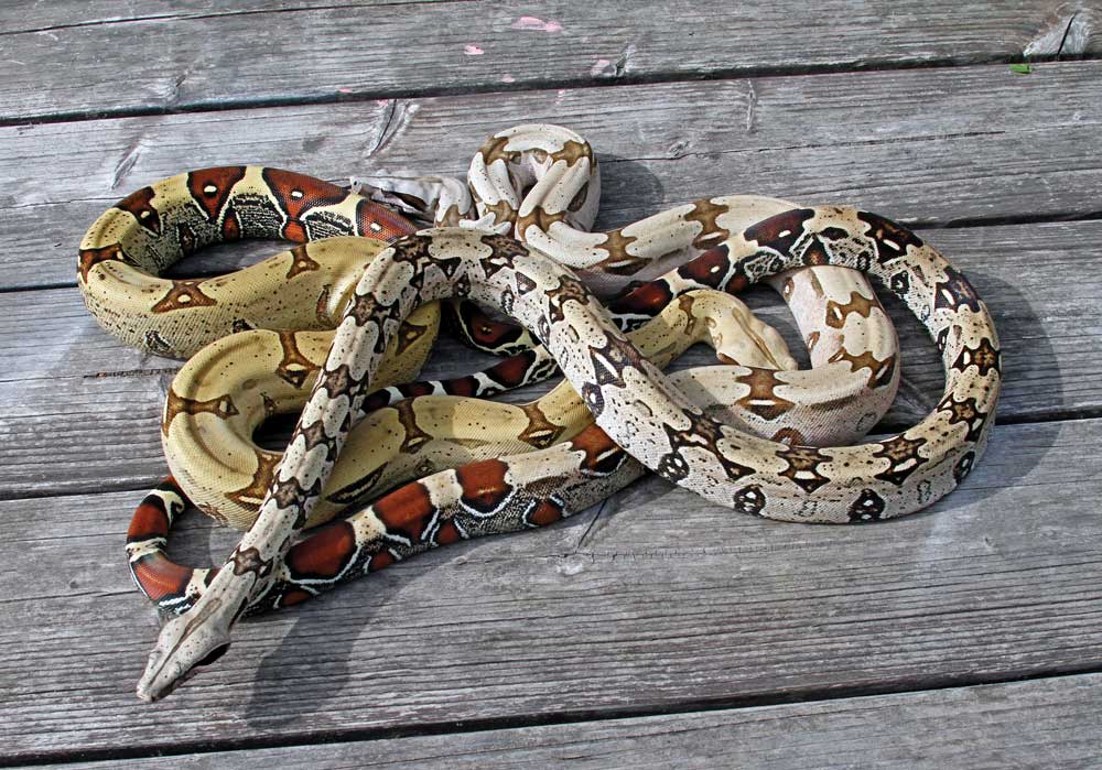 Care And Breeding Of True Red-tailed Boa Constrictors In Captivity