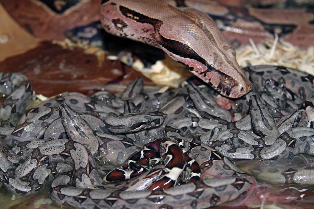 bay red-tailed boa constrictor