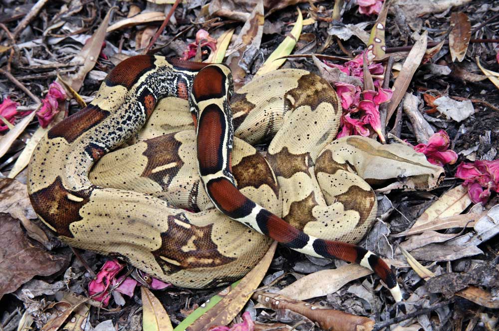 Peruvian boa constrictor constrictor