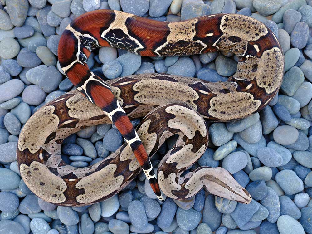 Surinamese boa constrictor constrictor 