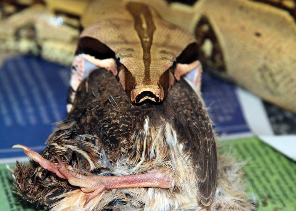 boa constrictor Quail and chickens