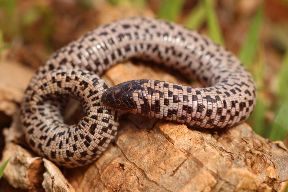 checkerboard sandworm