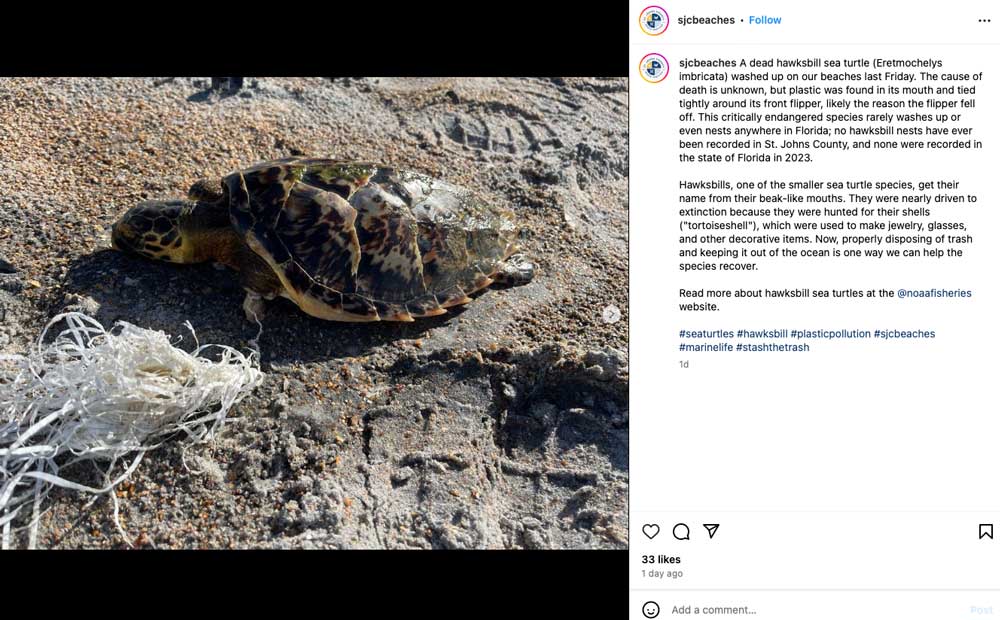 Dead Hawskbill Turtle Washed Up In Florida Entangled In Plastic