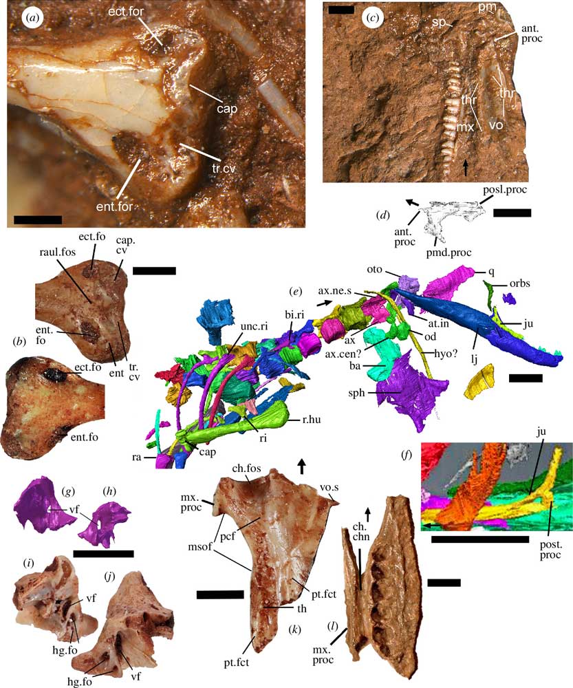 Cryptovaranoides microlanius