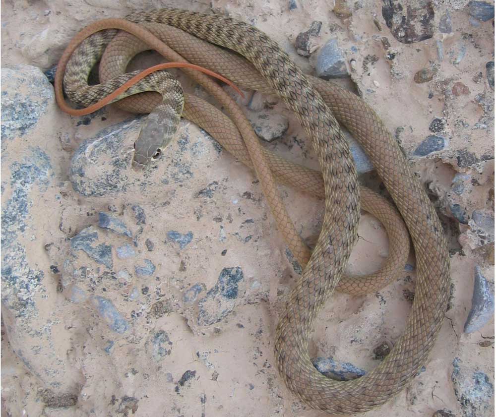 Three New Oman Cliff Racer Species Described