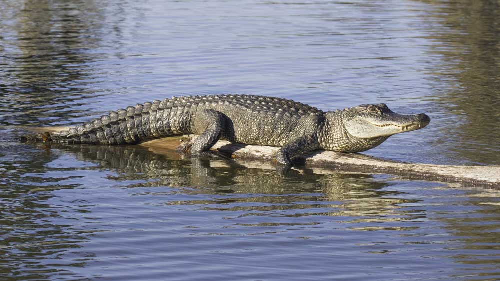 Florida Woman Records Alligator With Massive Burmese Python In Its Mouth