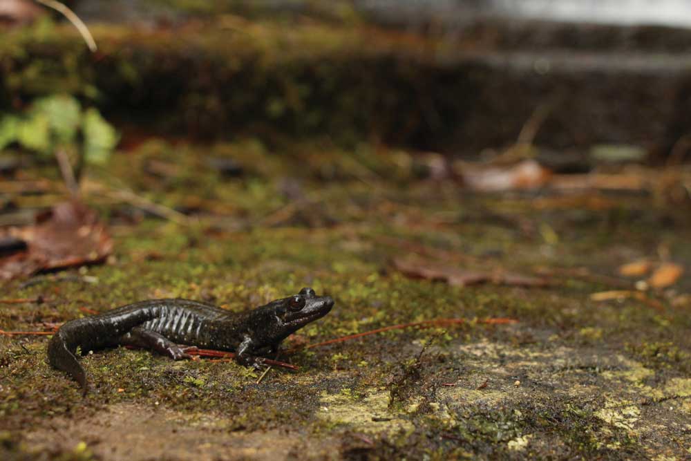 Blackberry salamander