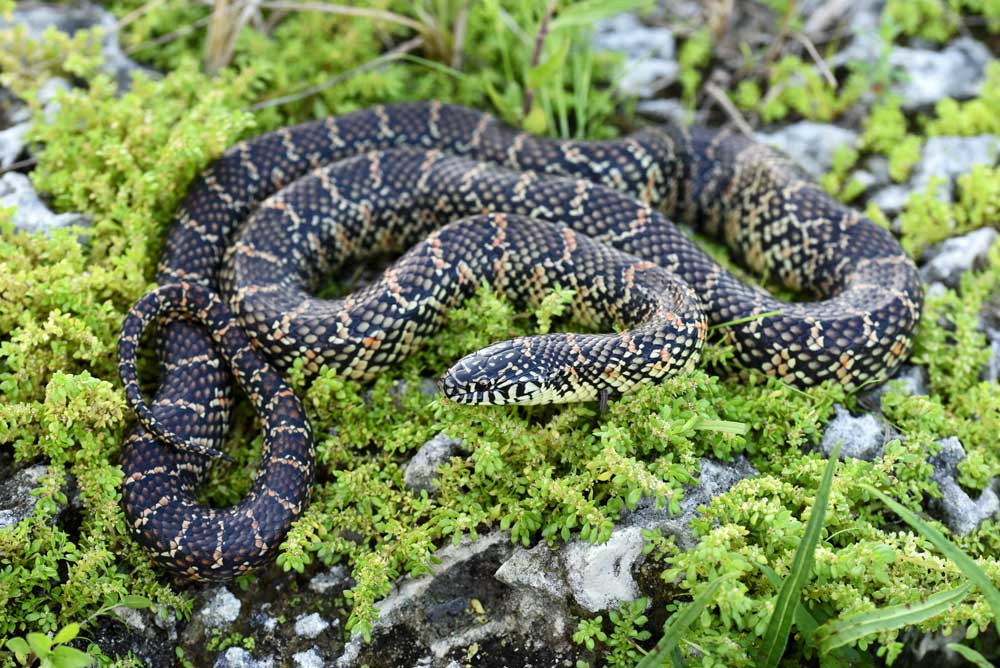 brooks kingsnake 