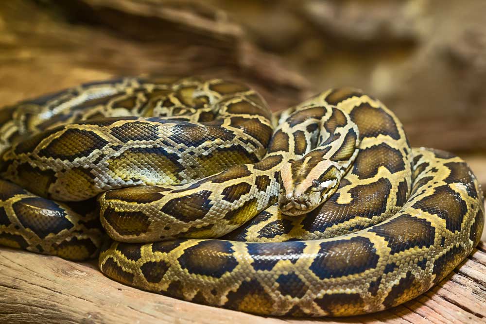Python Blood May Hold Key To New Weight Loss Drugs