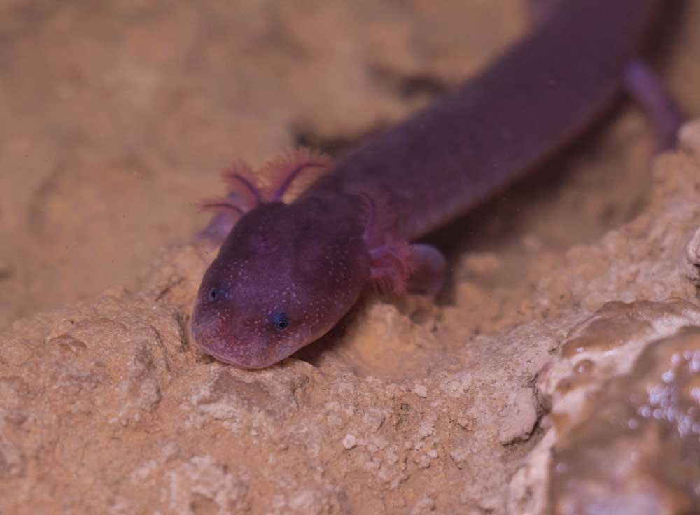 Cave salamander