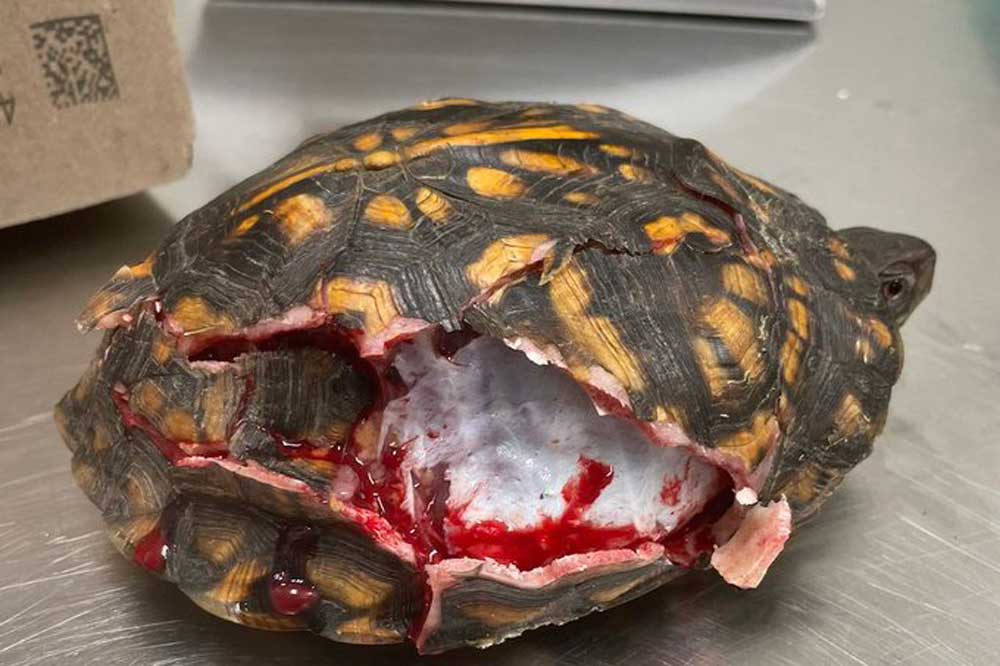 Eastern Box Turtle Gets Her Shell Repaired With Horse Placenta