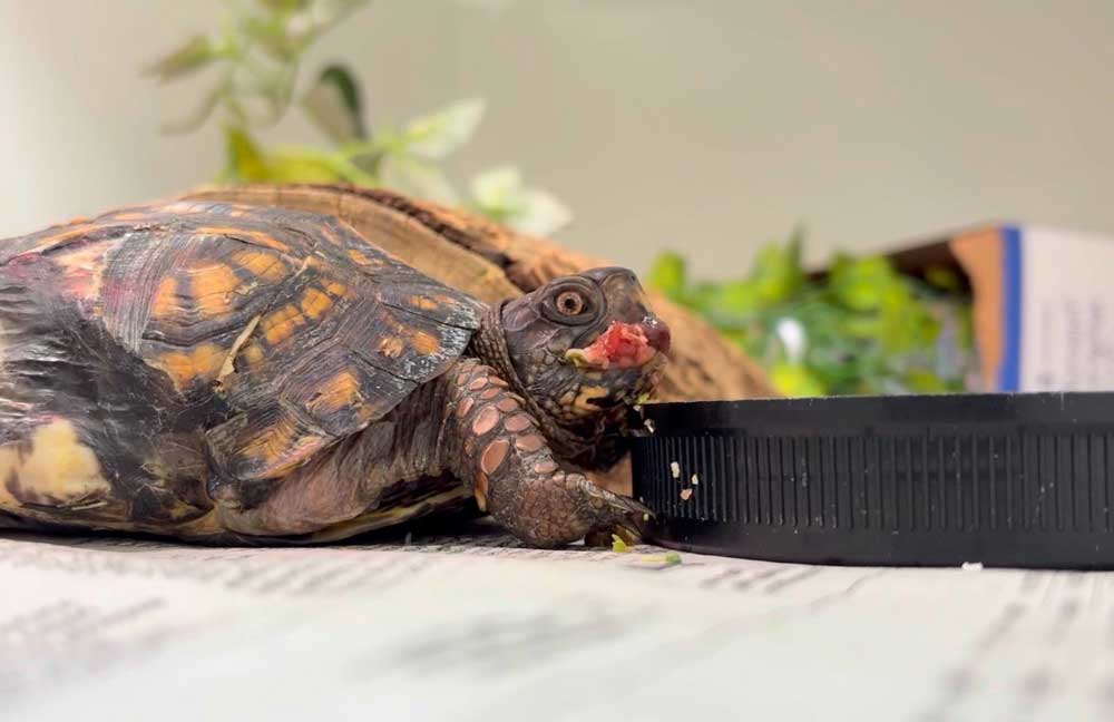 eastern box turtle