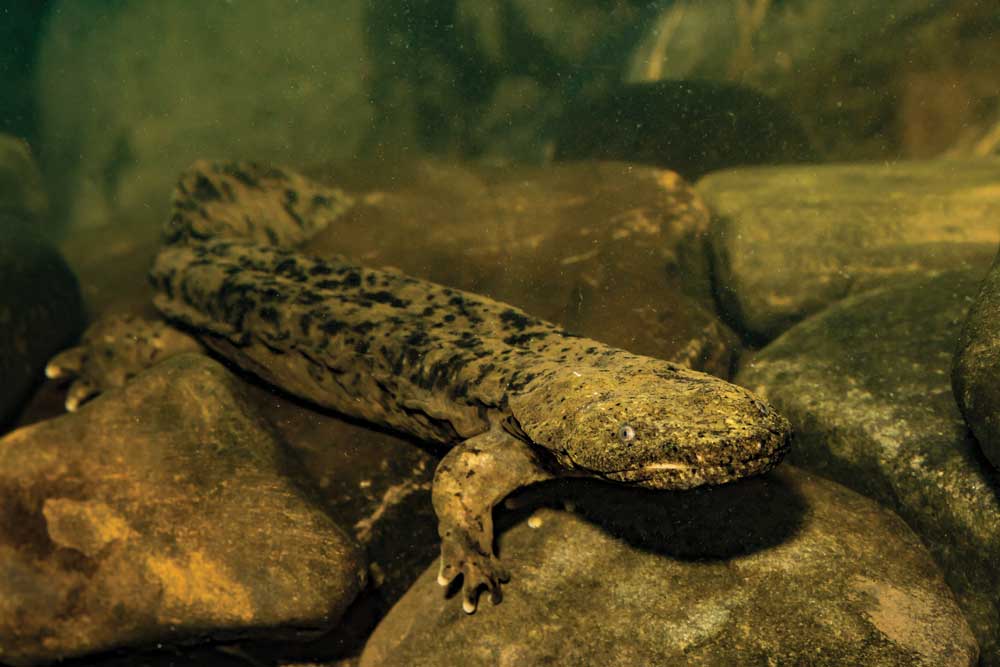 eastern hellbender