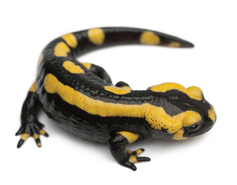 Fire salamander