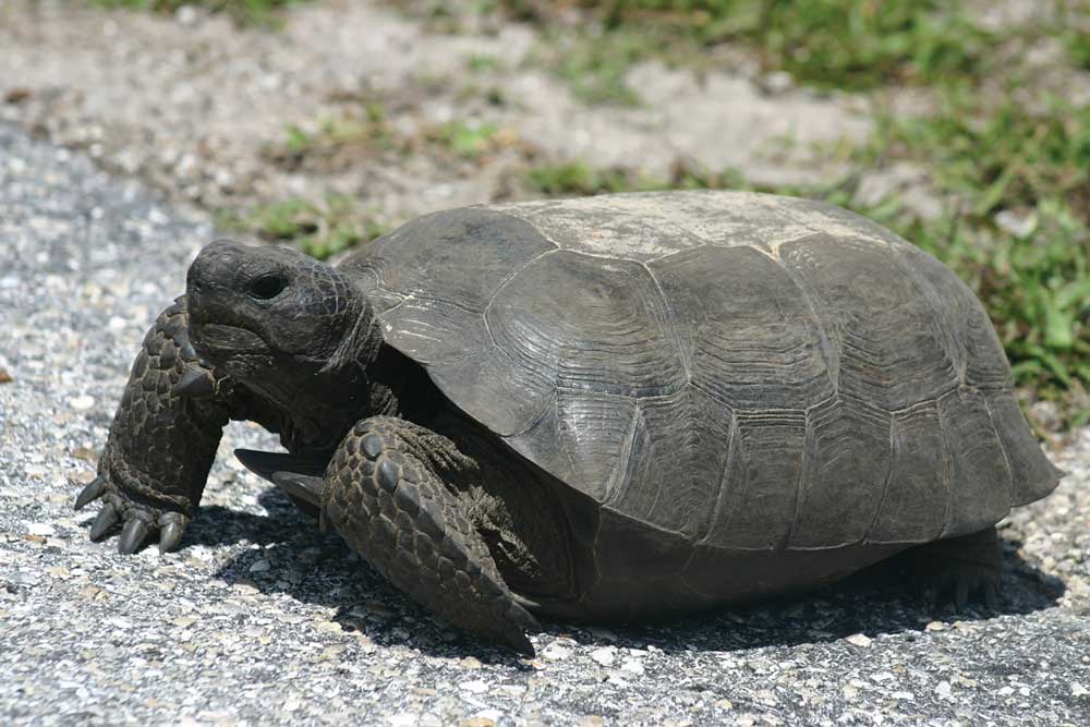 gopher tortoise