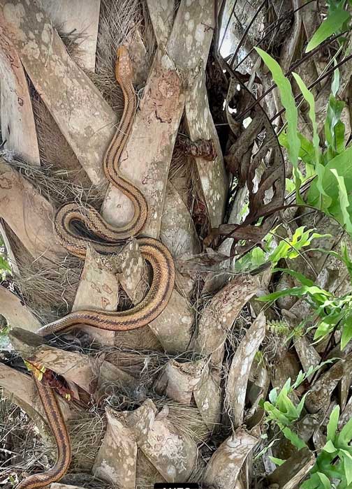 yellow rat snake