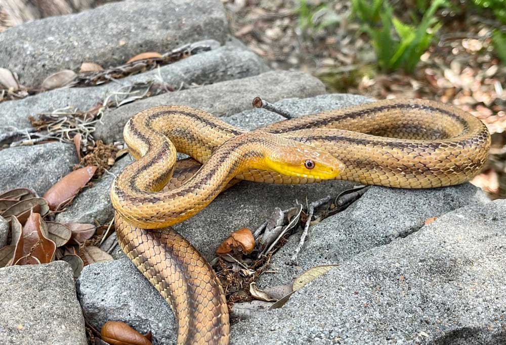 yellow rat snake