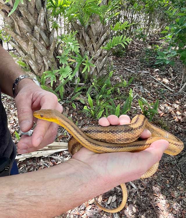 yellow rat snake