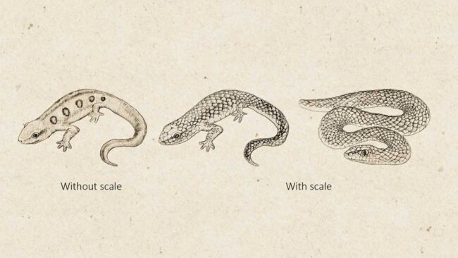 Pyography Snake Scale Japanese Monkeys Use Snake Scales To Detect Snakes Rapidly - Reptiles ...