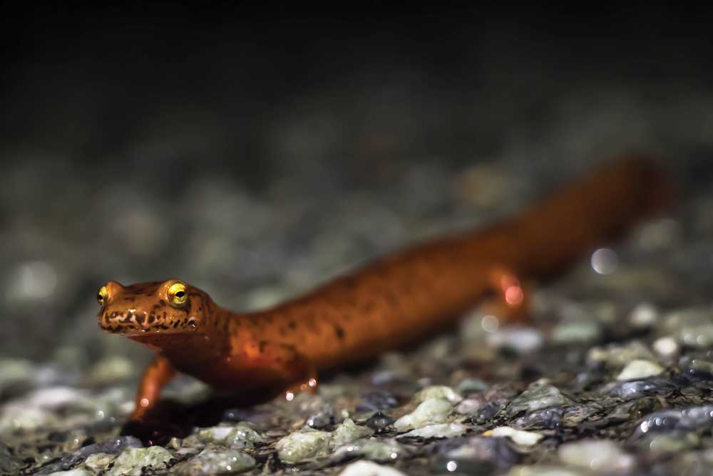 Four Unbelievably Adapted Salamanders