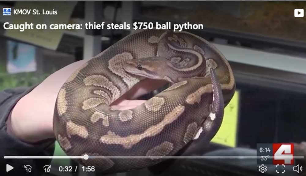 Thief Steals Ball Python From Pet Store Comes Back And Gets Arrested