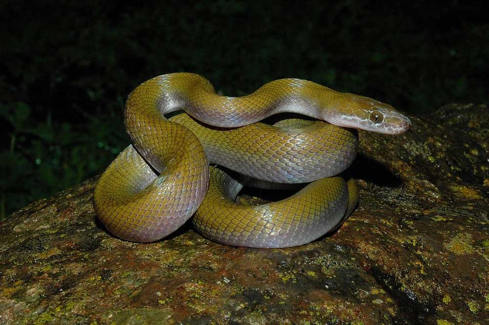 Two African House Snakes New To Science Described