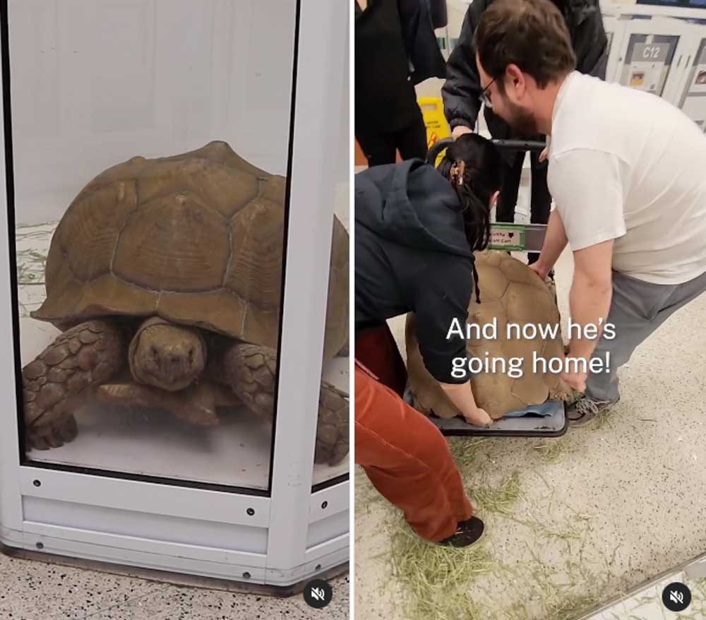 Sulcata Tortoise Evacuated During SoCal Fires Goes Home